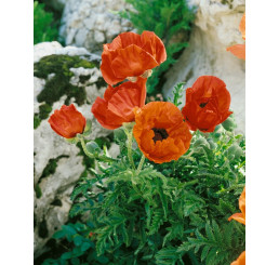 Papaver orientale ´Allegro´ / Mak východný, C1,5