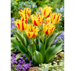 Tulipa ´Phantom´ / Tulipán, bal. 5 ks, 12+