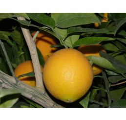 Citrus sinensis ´Prostějovský /Pomaranč, 25-40 cm, C2