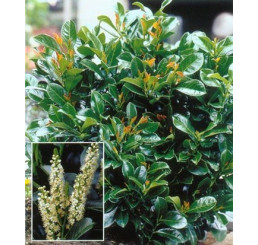 Prunus laurocerasus ´Etna´® / Vavrínovec, 25-30 cm, C2,5