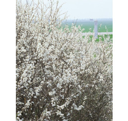 Prunus spinosa / Trnka obyčajná, bal. 10 ks VK na živý plot, 40-60 cm 