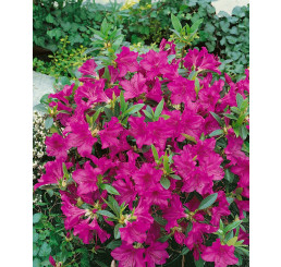 Rhododendron ´Blau Danube´ / Rododendrón fialový, C3