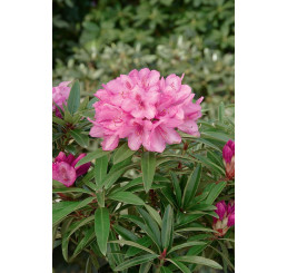 Rhododendron hybridum ´Graziella´ / Rododendrón ružový, 30-40 cm, C5