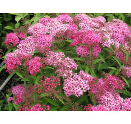 Spiraea bumalda ´Anthony Waterer´ / Tavoľník, 20-25 cm,K9