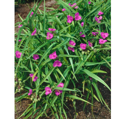 Tradescantia ´Rubra´ / Tradeskancia záhradná, C1