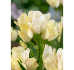 Tulipa ´Candy Club´ / Tulipán, bal. 5 ks, 12/+