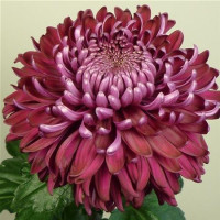 Dendranthema x indicum / Chrysanthemum ´Regal Mist Purple´/ Chryzantéma, K9