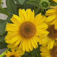 Echinacea ´Papallo Classic Deep Yellow´ / Echinacea, K9