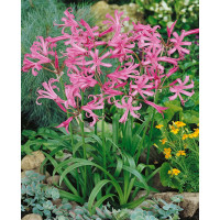 Nerine bowdenii ´Pink´ / Nerina ružová, bal. 3 ks, 12/14