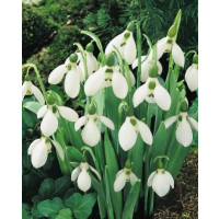 Galanthus elwesii / Obrovské snežienky, bal. 10 ks, 5/6