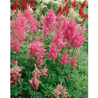 Astilbe japonica 'Rheinland' / Astilba japonská, C1,5