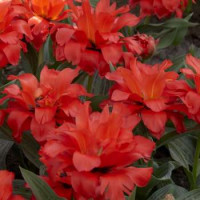 Tulipa ´Double Red Riding Hood´ / Tulipán ´Dvojitá Červená čiapočka´, bal. 5 ks, 11/12