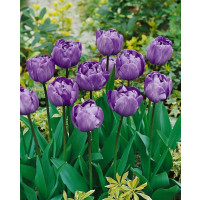 Tulipa ´Blue Diamond´ / Tulipán, bal. 5 ks, 11/12