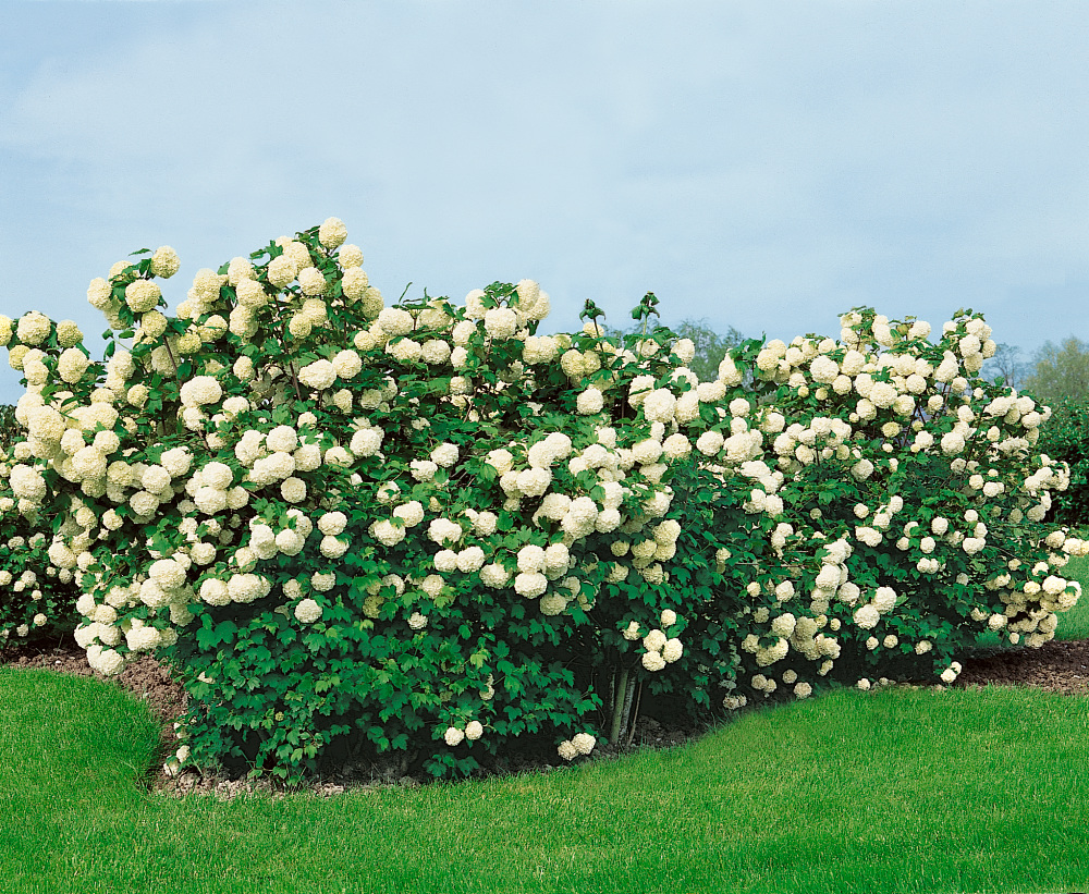 Калина viburnum opulus