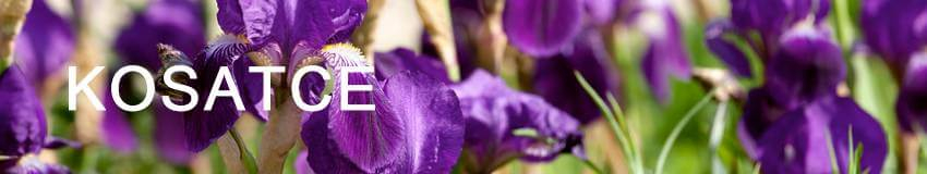 Detail kvetu fialového kosatca
