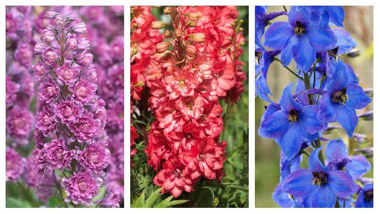 Rôzne odrody stračonôžky v ružovej, červenej a modrej farbe