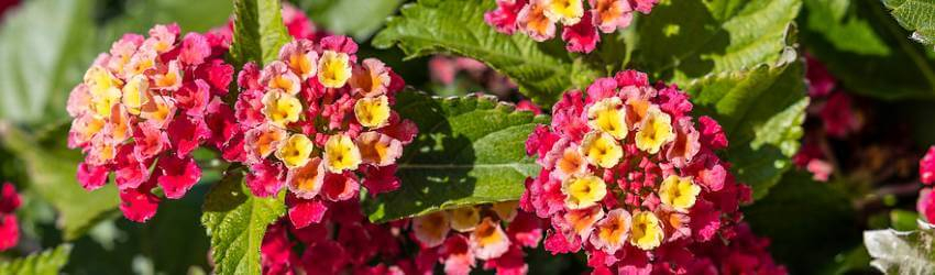 Zakvitnutá lantana camara v oranžovočervenej farbe